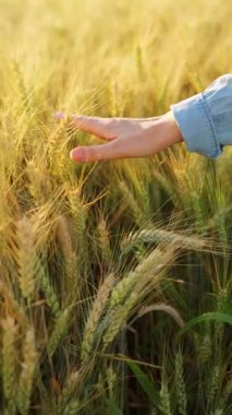 Dişi el, altın buğday dalgasıyla hafifçe fırçalar ve doğanın gerçek özünü ve sükunetini yakalar. Yavaş çekim