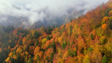 Dağlarda muhteşem renkli bir sonbahar. Dağ yamaçlarındaki kırmızı ve sarı sonbahar ağaçlarının hava görüntüleri. Güneş sabah sisinin içinden geçiyor. Pieniny, Polonya