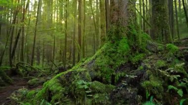 Kamera yemyeşil orman boyunca hareket ediyor. Şaşırtıcı Kanada doğası. British Columbia, Kanada. 