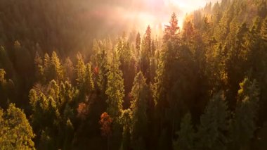 Dağlarda güzel bir sonbahar sabahı. Yamaçlar parlak bir ormanla kaplıdır. Güneş ışınları sabah sisinin içinden geçiyor. Drone görünümü.