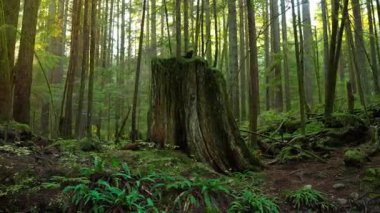 Kamera yemyeşil orman boyunca hareket ediyor. Şaşırtıcı Kanada doğası. British Columbia, Kanada. 
