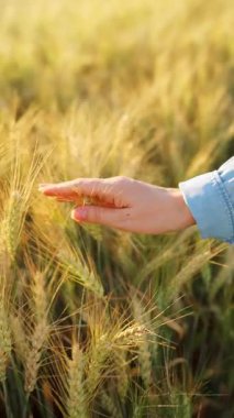 Dişi el, altın buğday dalgasıyla hafifçe fırçalar ve doğanın gerçek özünü ve sükunetini yakalar. Yavaş çekim