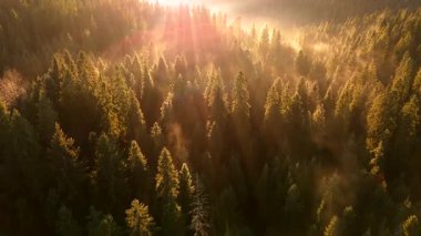 Dağlarda güzel bir sonbahar sabahı. Yamaçlar parlak bir ormanla kaplıdır. Güneş ışınları sabah sisinin içinden geçiyor. Drone görünümü.