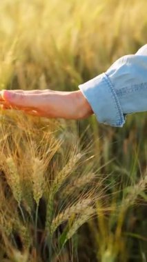 Dişi el, altın buğday dalgasıyla hafifçe fırçalar ve doğanın gerçek özünü ve sükunetini yakalar. Ağır çekim. Dikey