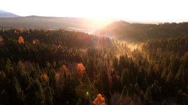 Dağlarda güzel bir sonbahar sabahı. Yamaçlar parlak bir ormanla kaplıdır. Güneş ışınları sabah sisinin içinden geçiyor. Drone görünümü.