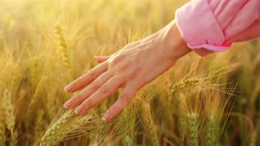 Dişi el, altın buğday dalgasıyla hafifçe fırçalar ve doğanın gerçek özünü ve sükunetini yakalar. Yavaş çekim