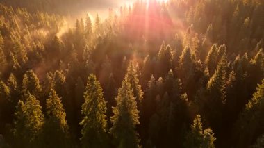 Dağlarda güzel bir sonbahar sabahı. Yamaçlar parlak bir ormanla kaplıdır. Güneş ışınları sabah sisinin içinden geçiyor. Drone görünümü.