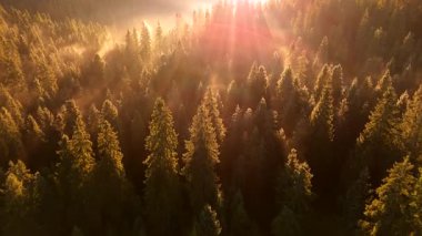 Dağlarda güzel bir sonbahar sabahı. Yamaçlar parlak bir ormanla kaplıdır. Güneş ışınları sabah sisinin içinden geçiyor. Drone görünümü.