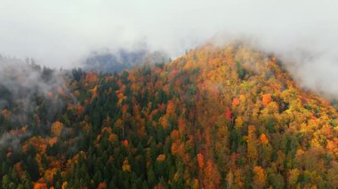 Dağlarda muhteşem renkli bir sonbahar. Dağ yamaçlarındaki kırmızı ve sarı sonbahar ağaçlarının hava görüntüleri. Güneş sabah sisinin içinden geçiyor. Pieniny, Polonya