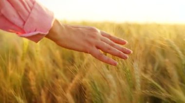 Dişi el, altın buğday dalgasıyla hafifçe fırçalar, doğanın ve sükunetin gerçek özünü yakalar..