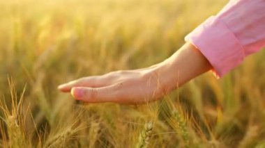 Dişi el, altın buğday dalgasıyla hafifçe fırçalar ve doğanın gerçek özünü ve sükunetini yakalar. Yavaş çekim