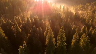 Dağlarda güzel bir sonbahar sabahı. Yamaçlar parlak bir ormanla kaplıdır. Güneş ışınları sabah sisinin içinden geçiyor. Drone görünümü.
