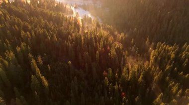 Dağlarda güzel bir sonbahar sabahı. Yamaçlar parlak bir ormanla kaplıdır. Güneş ışınları sabah sisinin içinden geçiyor. Drone görünümü.