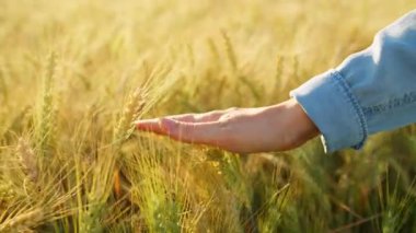 Dişi el, altın buğday dalgasıyla hafifçe fırçalar ve doğanın gerçek özünü ve sükunetini yakalar. Yavaş çekim