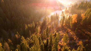 Dağlarda güzel bir sonbahar sabahı. Yamaçlar parlak bir ormanla kaplıdır. Güneş ışınları sabah sisinin içinden geçiyor. Drone görünümü.
