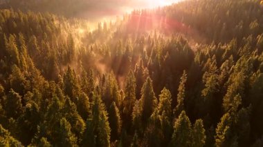 Dağlarda güzel bir sonbahar sabahı. Yamaçlar parlak bir ormanla kaplıdır. Güneş ışınları sabah sisinin içinden geçiyor. Drone görünümü.