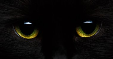 Kara kedi yakın sarı-yeşil gözleri