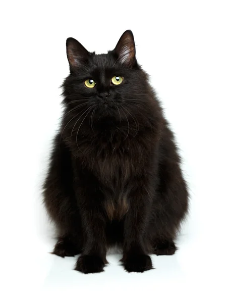 Cute fluffy black cat isolated on white — Stock Photo, Image