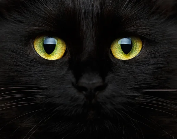 可爱的一只黑猫的枪口 — 图库照片