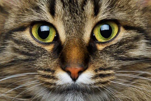 Bonito focinho tabby gato closeup — Fotografia de Stock