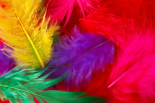 Bright multi-colored feathers background — Stock Photo, Image