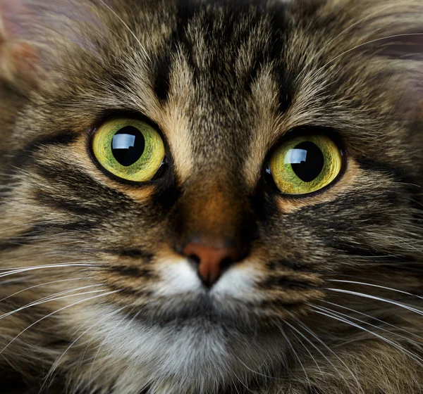 Bonito focinho tabby gato closeup — Fotografia de Stock