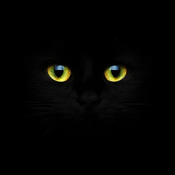 Чёрная кошка крупным планом — стоковое фото