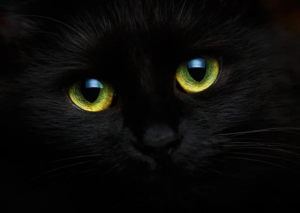 Симпатичная морда черной кошки вблизи — стоковое фото