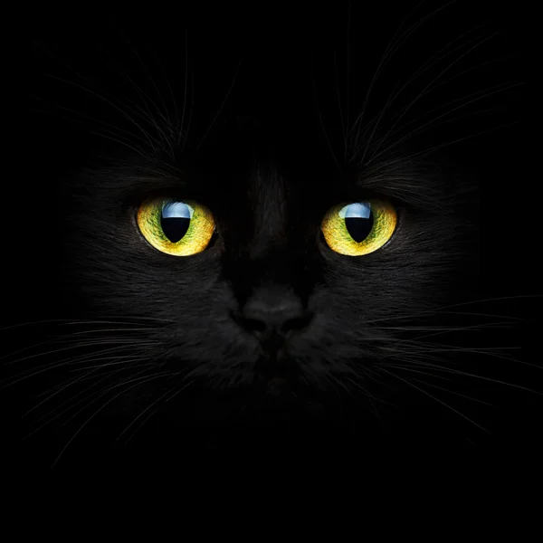 黒い猫のかわいい銃口 — ストック写真