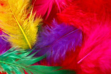 Çok renkli tüyler arka plan