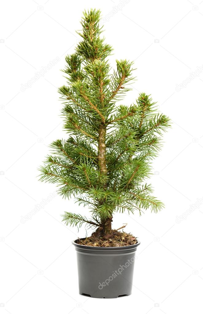 Small, real undecorated bare Christmas tree in a pot