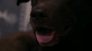 Büyük kahverengi yerli köpek