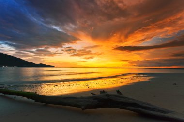 Tropik sahilde ölü bir ağaç gövdesi. 