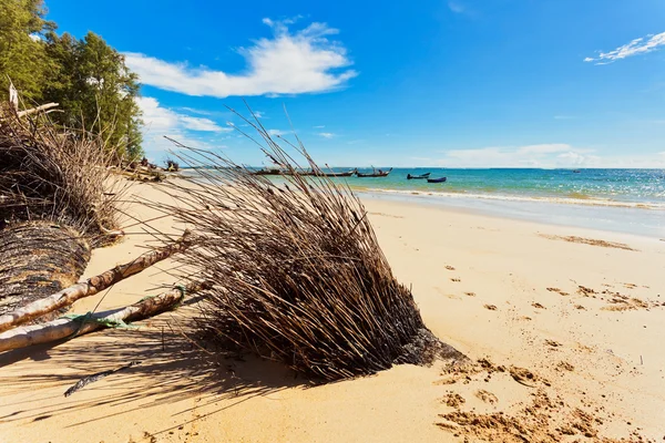 Tronco de árvore na praia — Fotografia de Stock