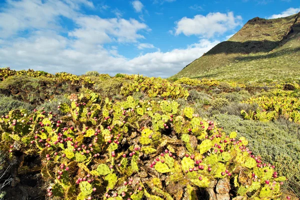 Bela paisagem de Tenerife — Fotografia de Stock