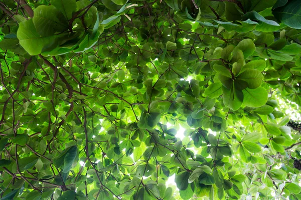 Grüne Blätter bckground — Stockfoto