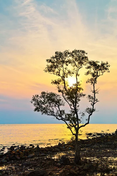 Silhouette di un albero — Foto Stock