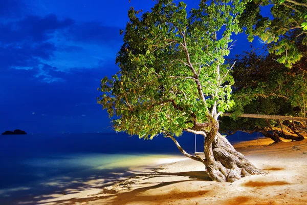 Träd på stranden på kvällen — Stockfoto