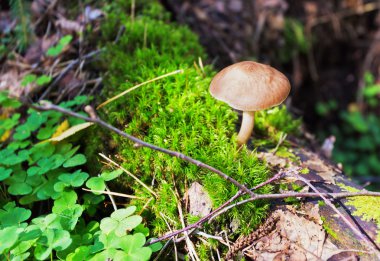 güneş ışığı altında bilinmeyen mantar