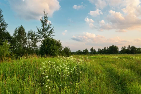 Zonsondergang in de zomer veld — Stockfoto