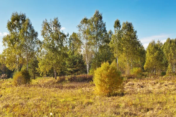 Sunny autumnal field — Stock Photo, Image