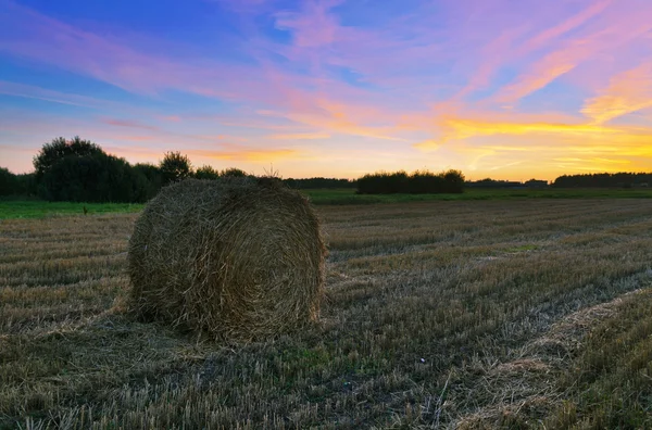 Campo de fardos frescos de heno al atardecer — Foto de Stock