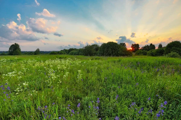 Sunset in summer field — Stock Photo, Image