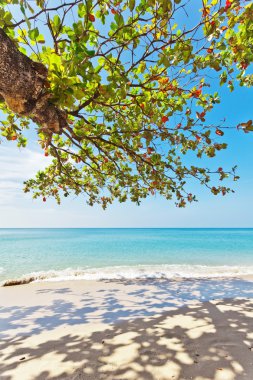 Egzotik tropik deniz