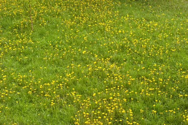 Bloemen in veld — Stockfoto