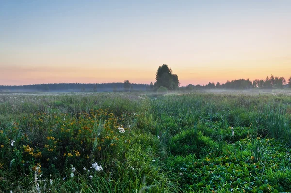 Mistige zonsondergang in de zomer veld — Stockfoto