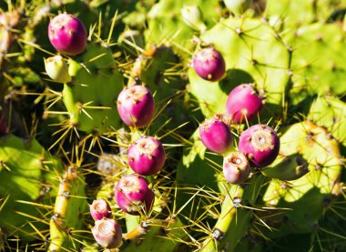 Red prickly pear cactus fruits clipart