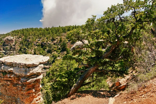 Albero nel canyon — Foto Stock