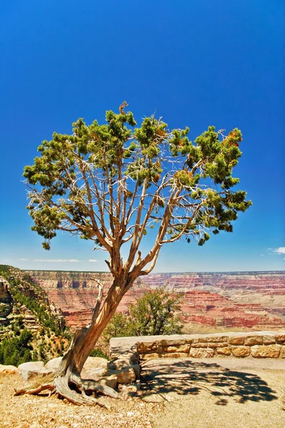 Albero nel canyon — Foto Stock