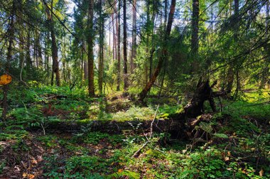 Yaz Ormanı Manzarası